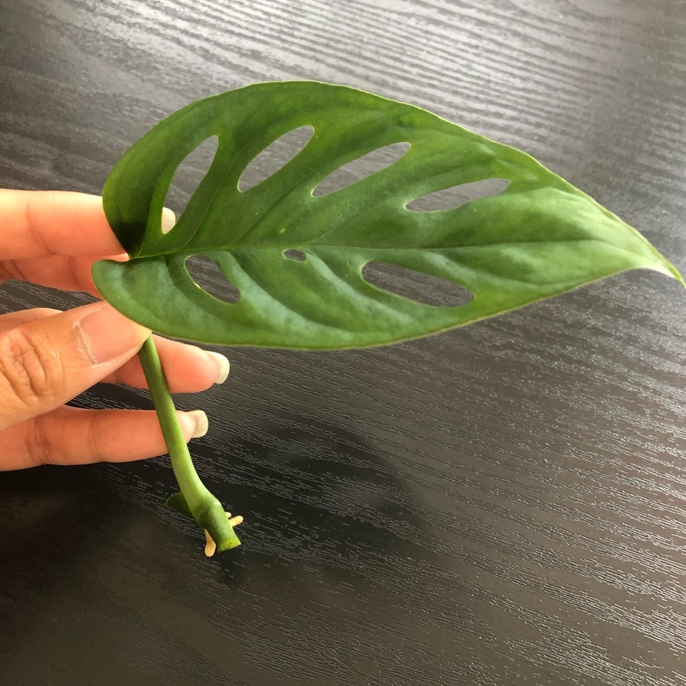 Monstera adansonii “Swiss cheese plant” cutting